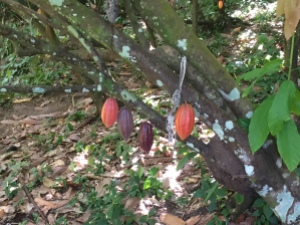 How cacao pods grow on trees--beautiful!